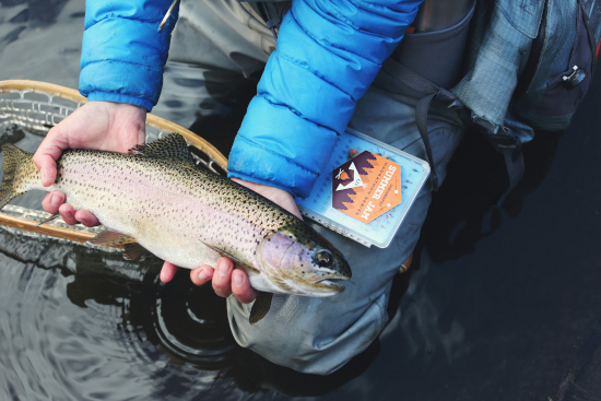 Picture of a Trout